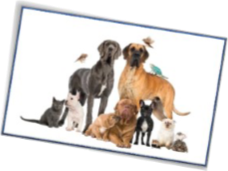 Größte Tierfamilie Größte Tierfamilie