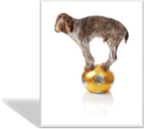 Kunststück Kunststück